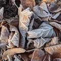 Blätter Frost Herbst
