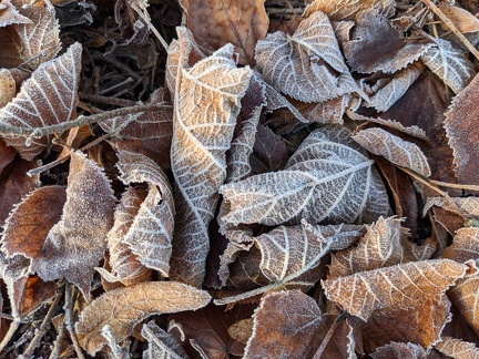 Blätter Frost Herbst