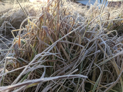 Gras mit Frost im Winter