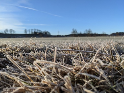 Gras mit Frost und blauen Himmel