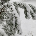Vom Schnee bedeckter Zweig