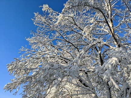 Schneebedeckte Zweige eines Baumes