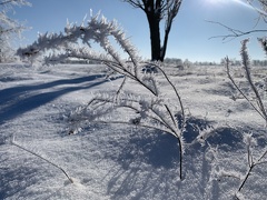 Eiskristalle an einem Zweig