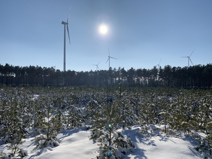Kiefern in sonniger Winterlandschaft mit Windkraftanlagen im Hintergrund