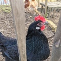 Schwarzes Huhn 3