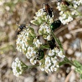 Insekten auf einer Blüte