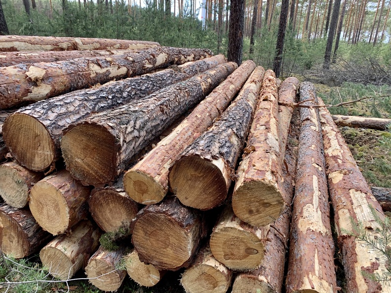 Holzfäller Klafter im Wald