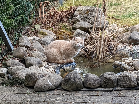 Einäugige Katze am Gartenteich beim Fischfang