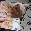 Katze mag Geld