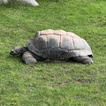 Schildkröte 