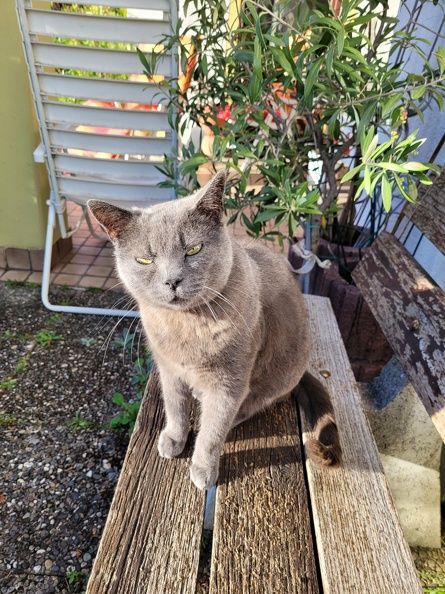 katze_schaut_kritisch.jpg