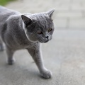 Katze schaut doof