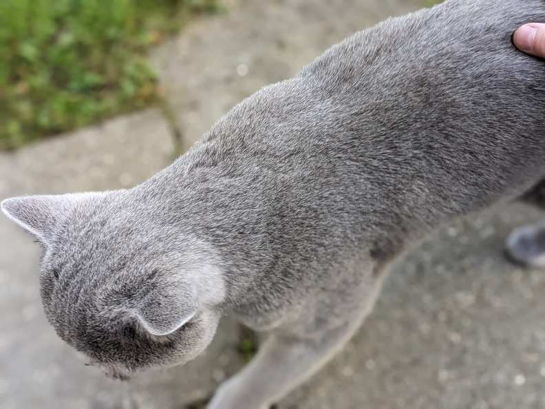 Katze von oben.jpg