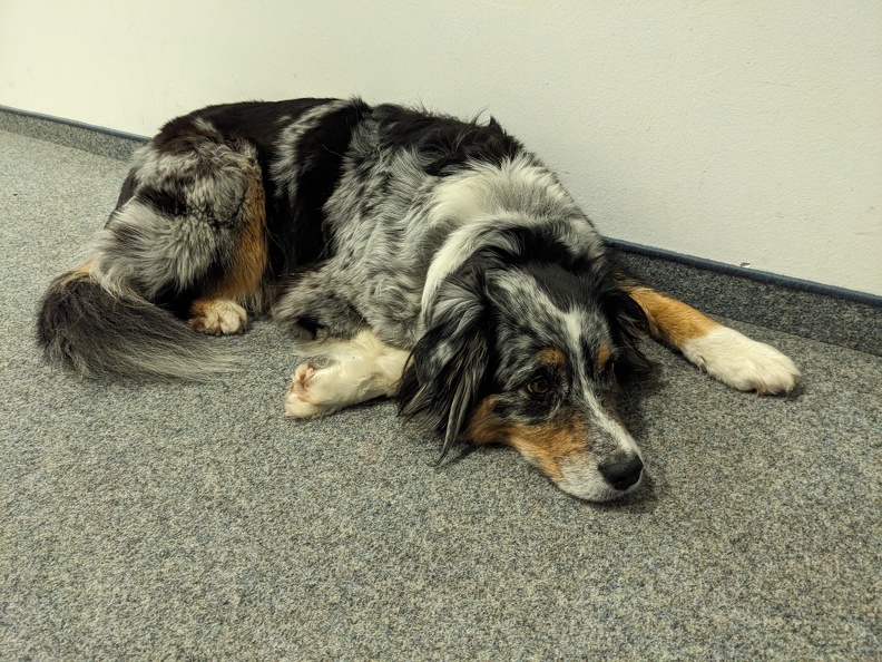 Trauriger Hund im Büro.jpg