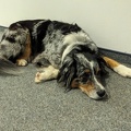 Trauriger Hund im Büro