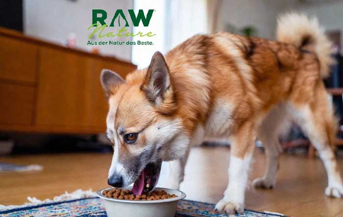 Vorteile von Single-Protein-Nassfutter für Hunde