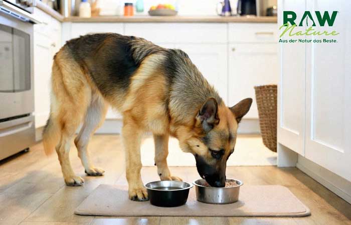 Das beste hypoallergene Nassfutter für Hunde von RAW Nature